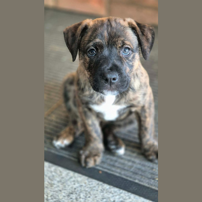 Photo of Snickers