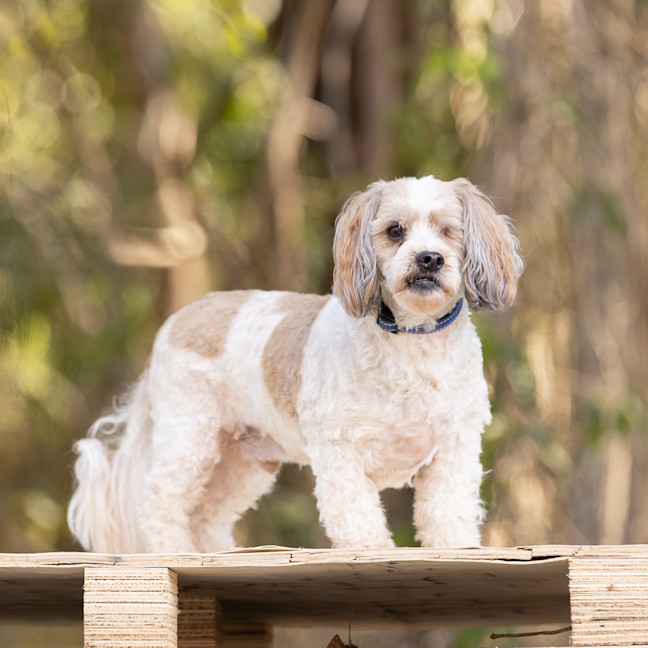 Photo of Cappi