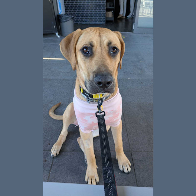 Photo of Honey