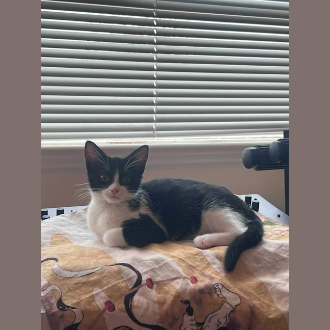 Photo of Daisy