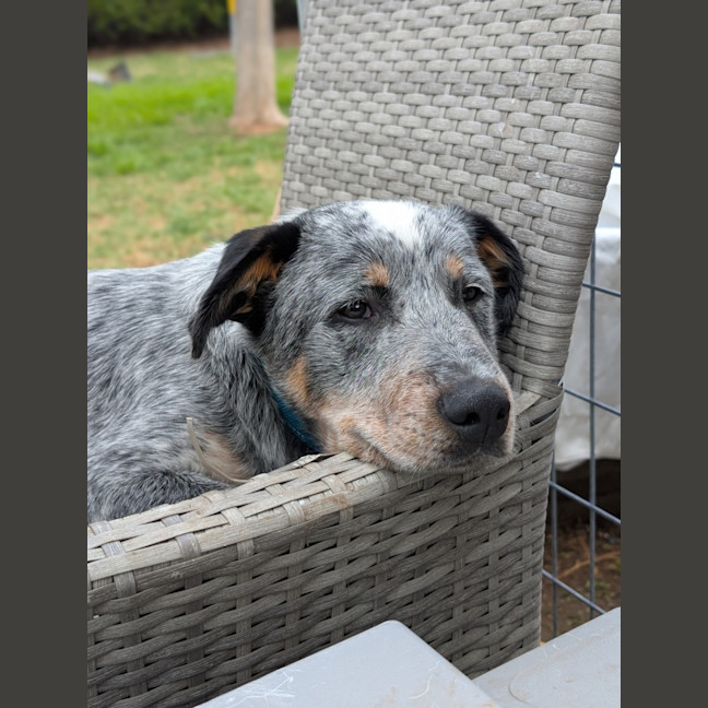 Photo of Bluey 