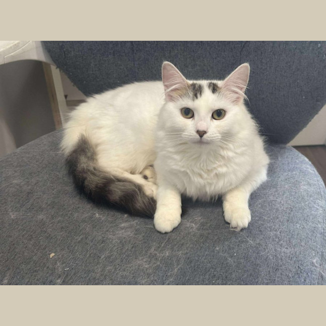 Photo of Pumpkin   Now Available At Pet Quarters Broadmeado