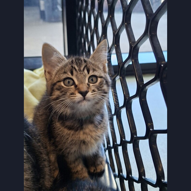 Photo of Tommy