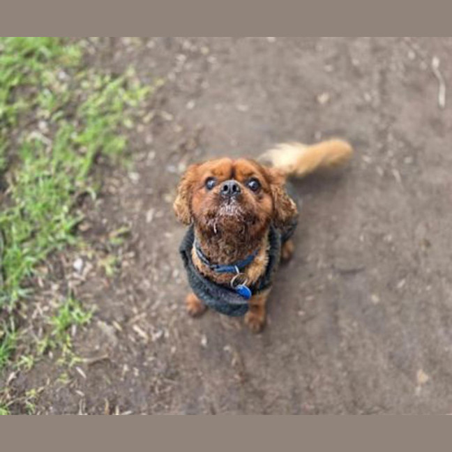 Photo of Toby