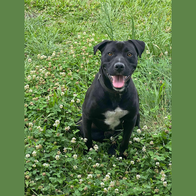 Photo of Boof