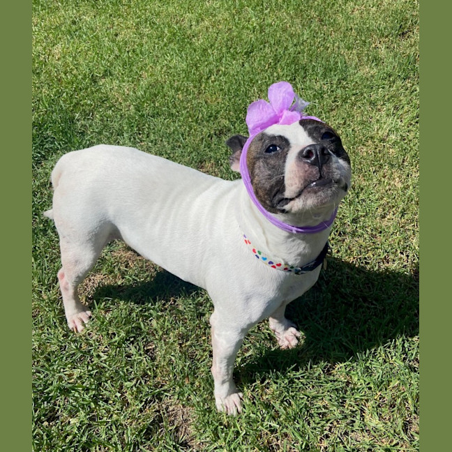 Photo of Pookie Imp 199