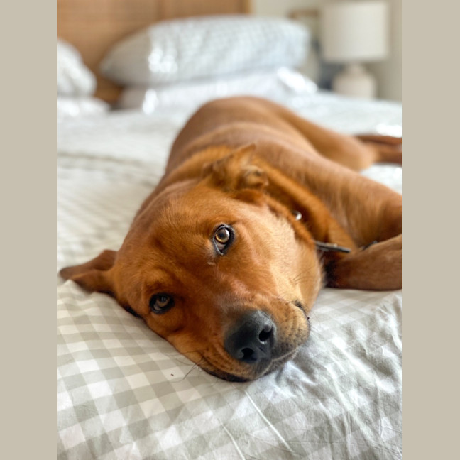 Photo of Beau   1 Year Old Cattle Dog X Shepherd (Trial)
