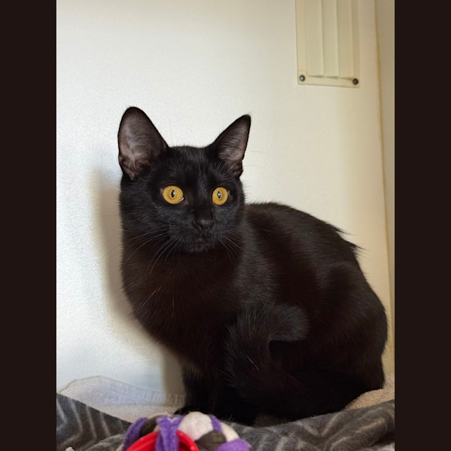 Photo of Upsy Daisy (Shadow)