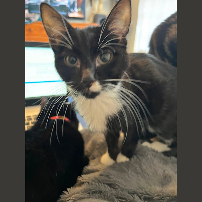 Photo of Biscuit *9 Lives Project Rescue*