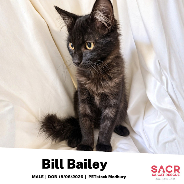 Photo of Bill Bailey