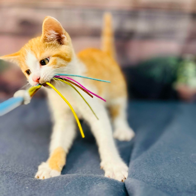 Photo of Snappa   Meet Me At Vets On Parker