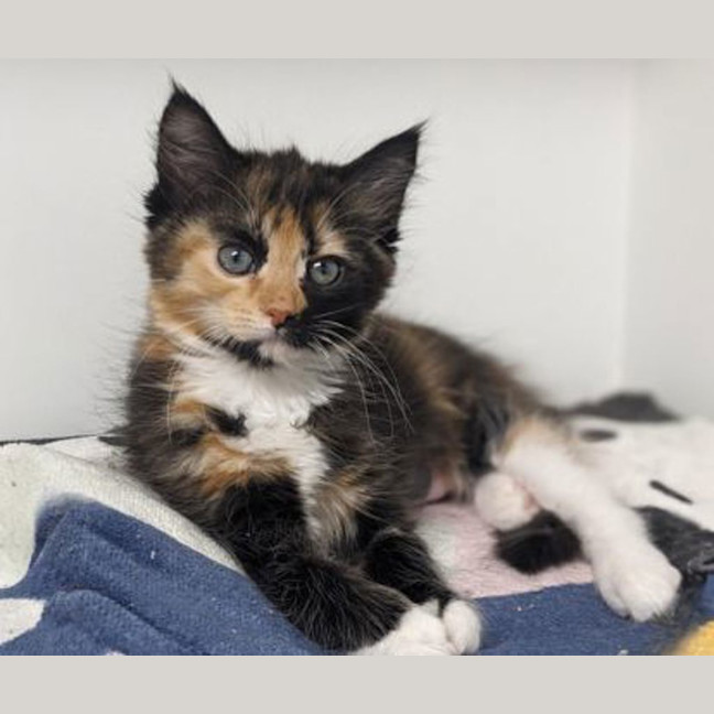 Photo of Treacle