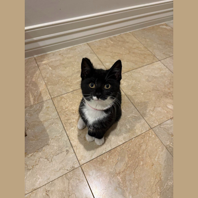 Photo of Sesame