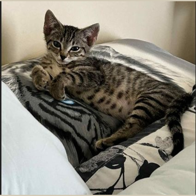 Photo of Ziggy
