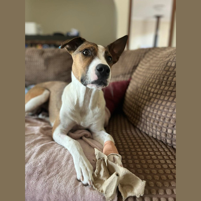 Photo of Ripley   1 Year Old Cattle Dog X