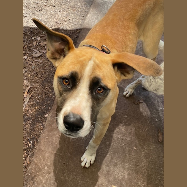 Photo of Stella
