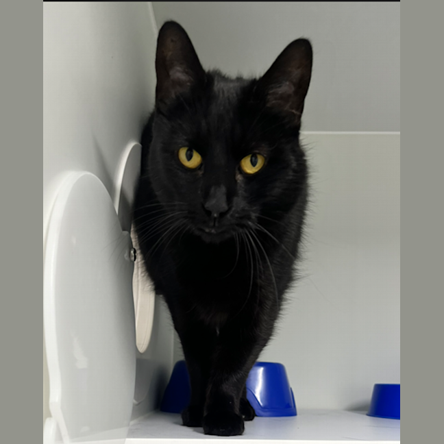 Photo of Luna