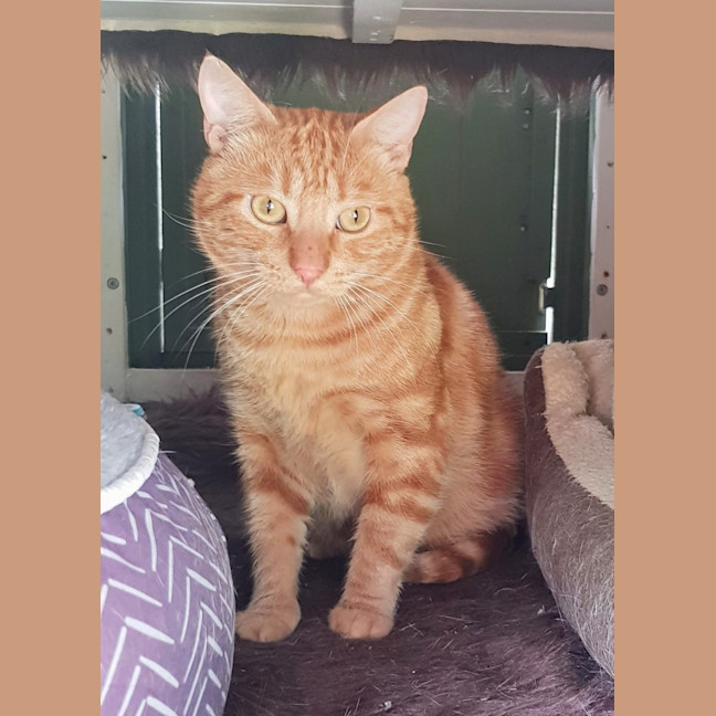 Photo of King