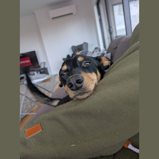 Photo of Toby 