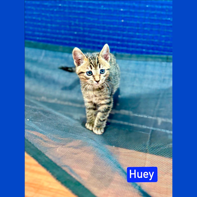 Photo of Huey 