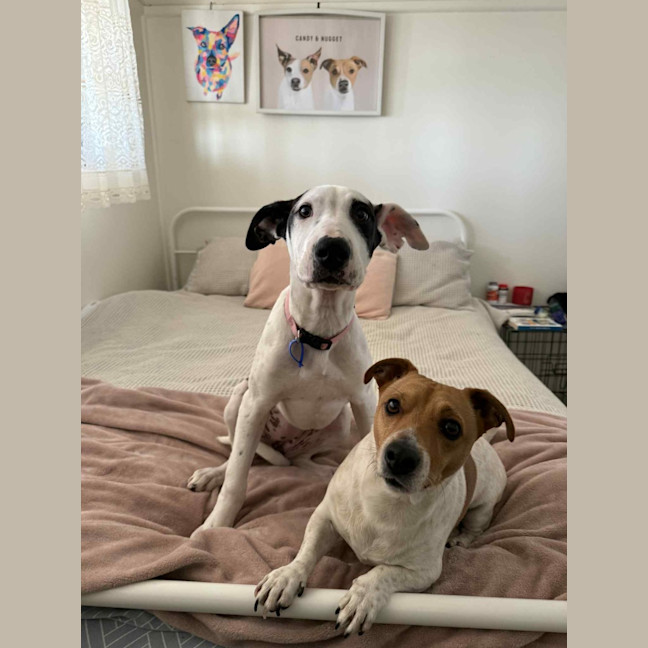 Photo of Winnie   4 Month Old Mixed Breed