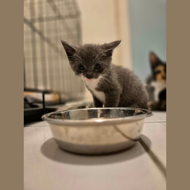 Photo of 🩵 Blue Jay 🩵