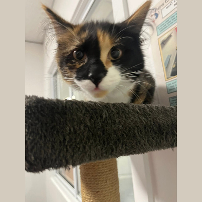 Photo of Kali (Was Cali Ko)