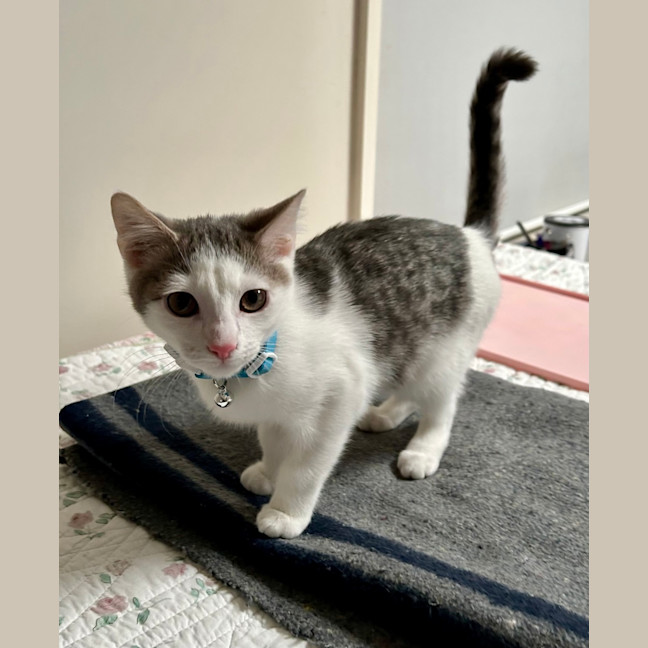 Photo of Oleander (Ollie)