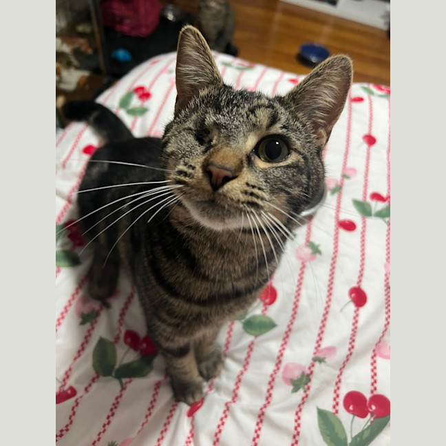 Photo of Fig