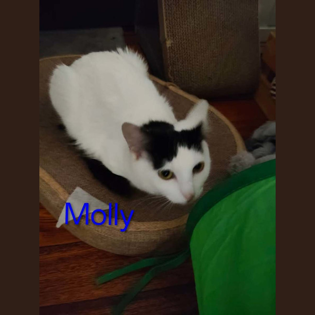 Photo of Molly (Empty The Nest $50 Adoption Special Easter)