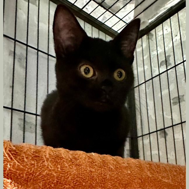 Photo of Ebony