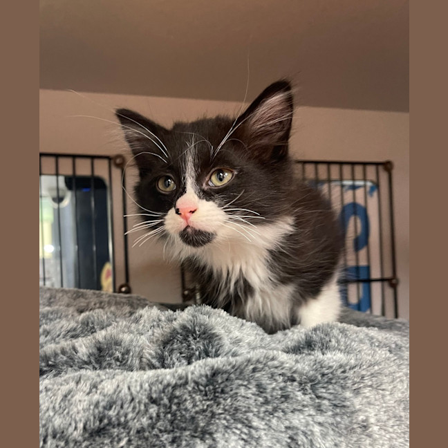 Photo of Biscuit