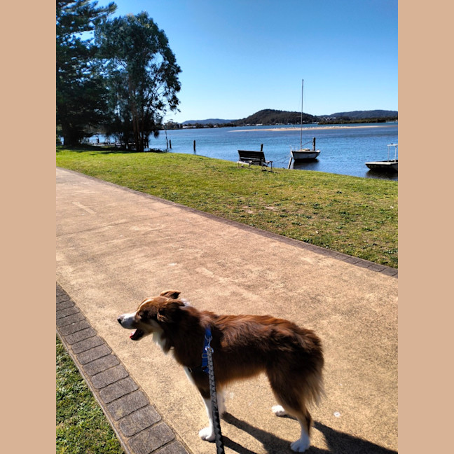 Photo of Sheppy   3 Year Old Border Collie (Trial)