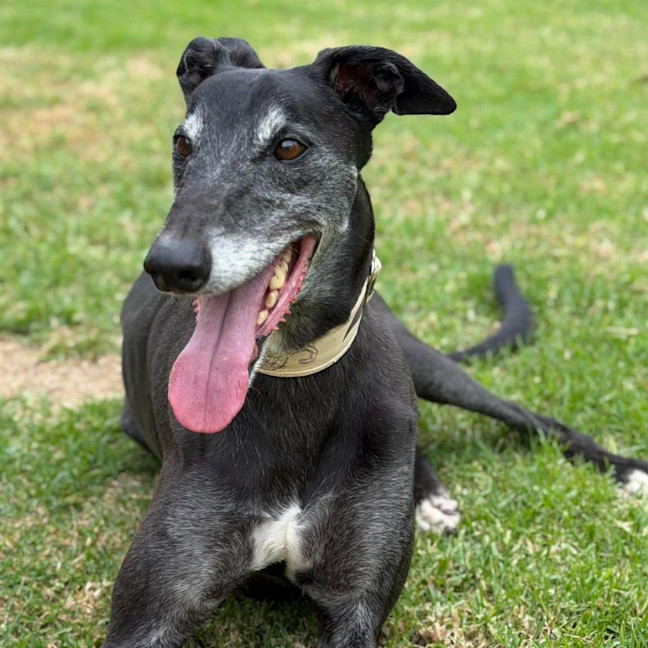 Photo of Senior Constable Beardmore The Greyhound