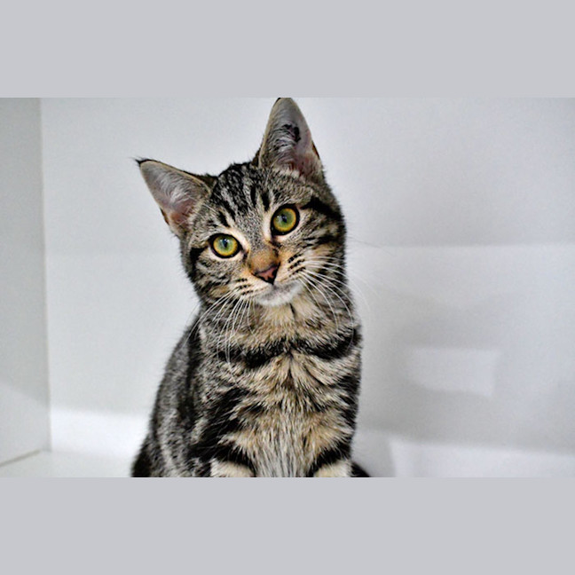 Photo of Annie