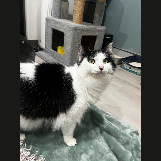 Photo of Lyra