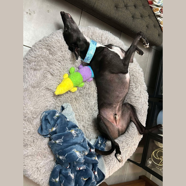 Photo of Aussie, The Greyhound