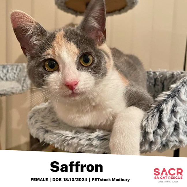 Photo of Saffron