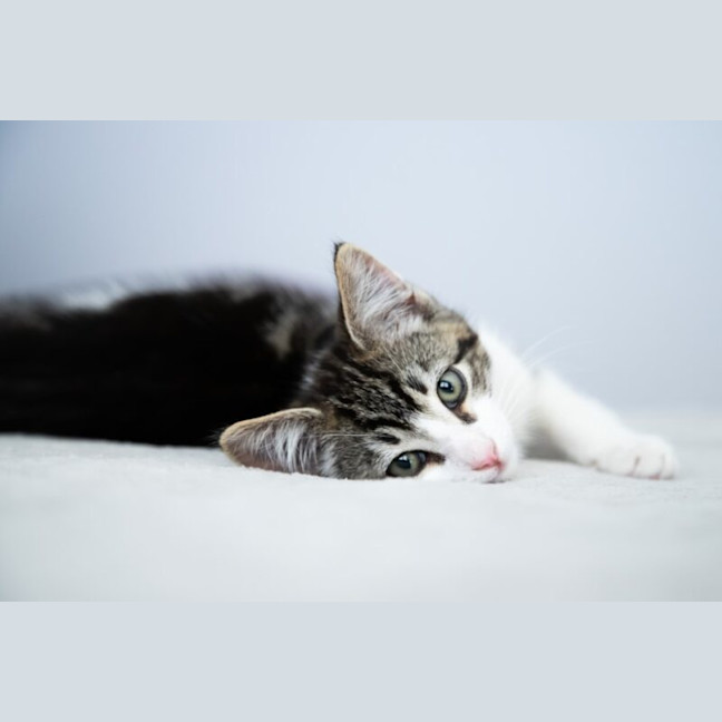 Photo of Waffles