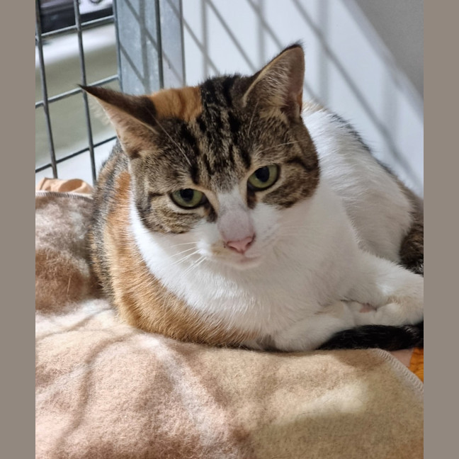 Photo of Fabiola (Bonded With Maxine) 