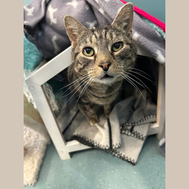 Photo of Coco And Ruby