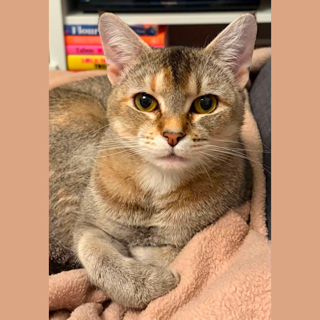 Photo of Nymeria 