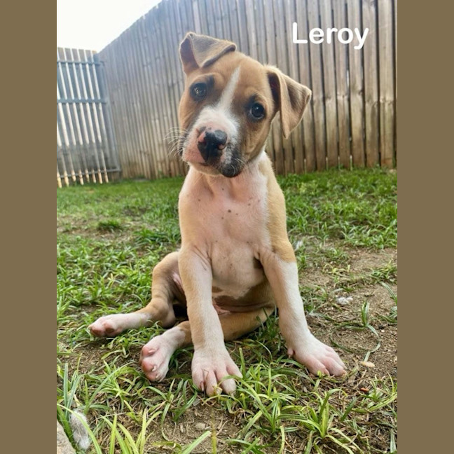 Photo of Leroy