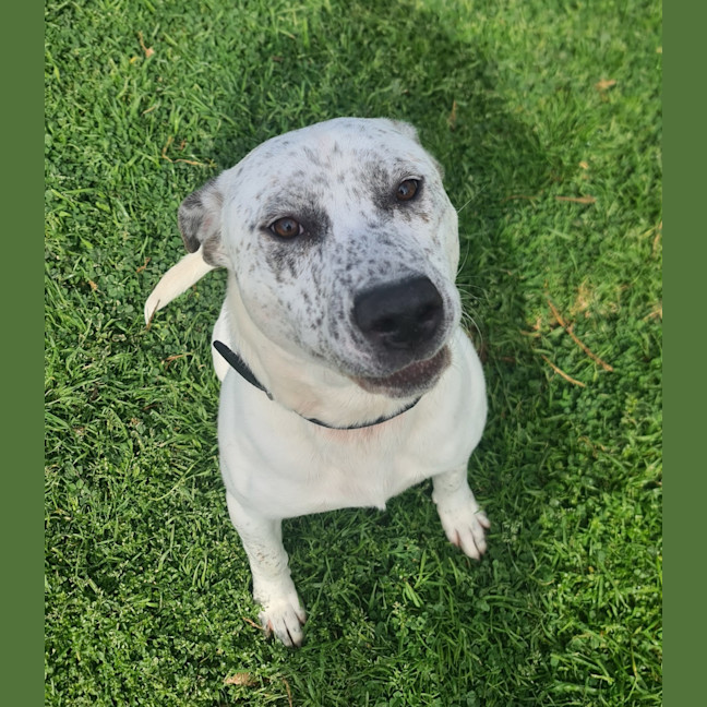 Photo of Buddy Ol Pal 