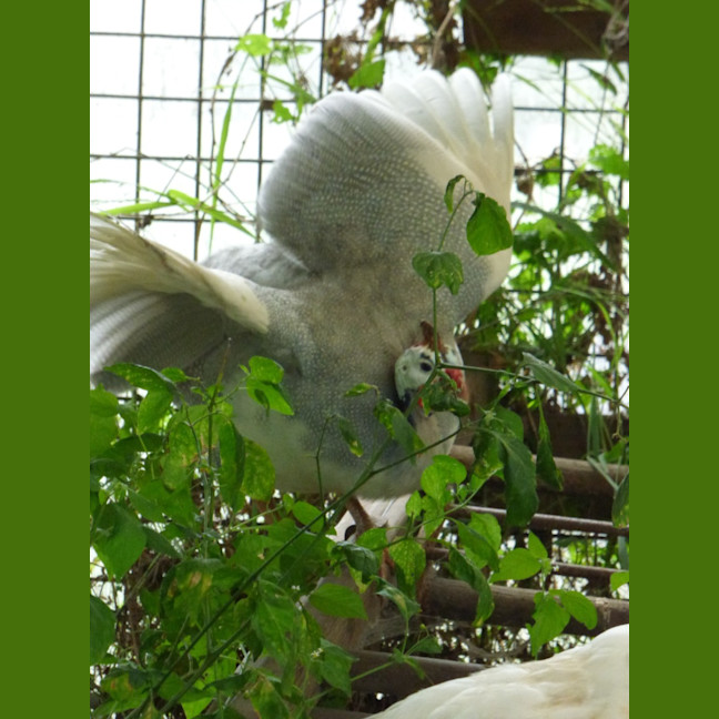 Photo of Guinea Fowl