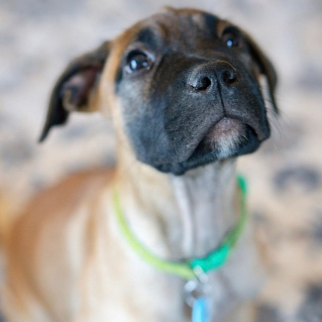 Photo of Boof