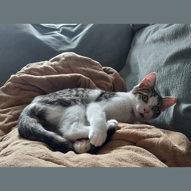 Photo of Toe Beans