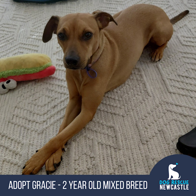 Photo of Gracie   2 Year Old Mixed Breed