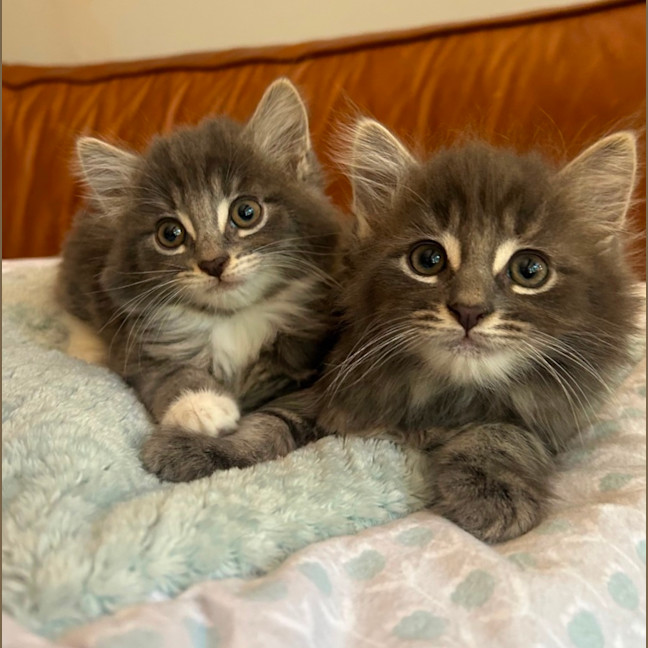 Photo of ❤️ Hamish & Hudson ❤️