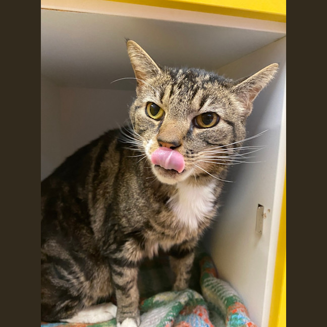 Photo of Harvey
